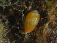 Gibberula