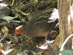 Odontophorus gujanensis image