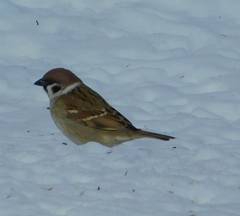Passer montanus