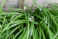 Allium triquetrum