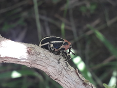 Neodiplogrammus quadrivittatus