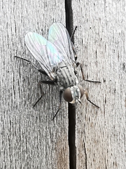 Fannia canicularis