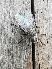 Fannia canicularis