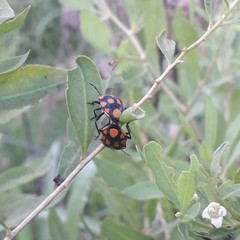 Stiretrus decastigmus