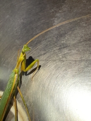 Coptopteryx constricta