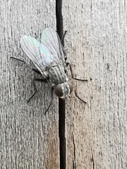Fannia canicularis