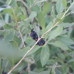 Stiretrus decastigmus