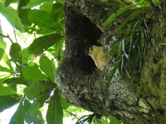 Image of Micrastur semitorquatus