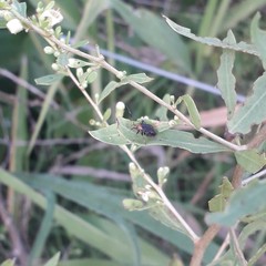 Horciasinus argentinus