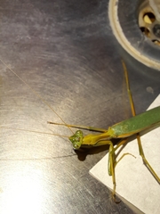 Coptopteryx constricta