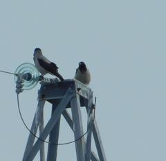 Corvus cornix