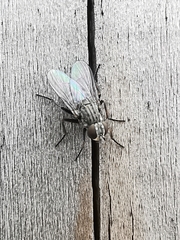 Fannia canicularis