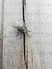 Fannia canicularis