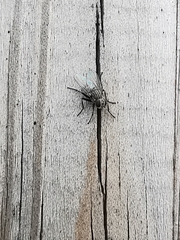 Fannia canicularis