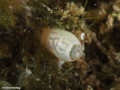 Gibberula secreta