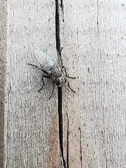 Fannia canicularis