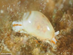 Gibberula secreta
