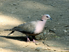 Streptopelia semitorquata