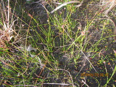 Schoenus concinnus