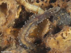 Flabelligera affinis