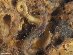 Flabelligera affinis