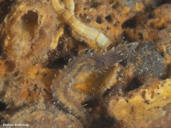 Flabelligera affinis