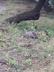 Columba palumbus