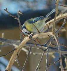 Cyanistes caeruleus