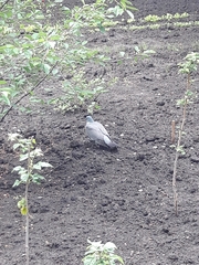 Columba palumbus