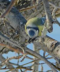 Cyanistes caeruleus