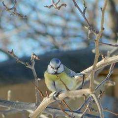 Cyanistes caeruleus