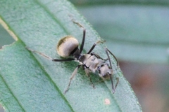 Polyrhachis illaudata