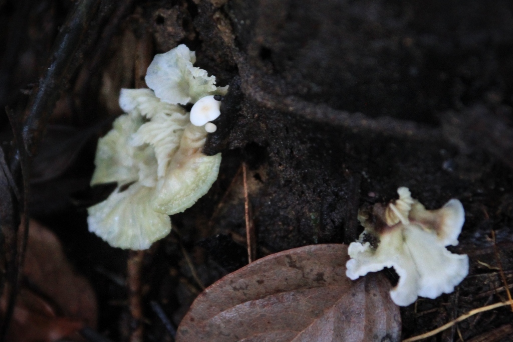 Pleurotus eugrammus