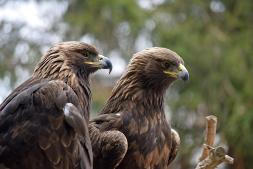 Águilas (Género Aquila) · NaturaLista Mexico