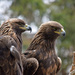 Águilas - Photo (c) MTSOfan, algunos derechos reservados (CC BY-NC-SA)