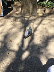 Columba livia domestica