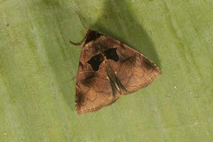 Lephana muffula