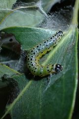 Hyalobathra micralis