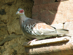Columba guinea