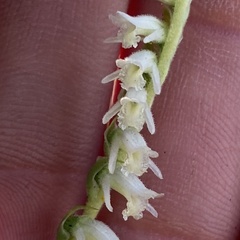 Spiranthes vernalis image