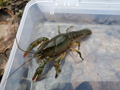 Lacunicambarus thomai