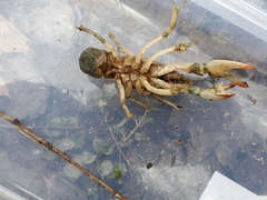 Lacunicambarus thomai