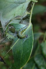 Hyalobathra micralis