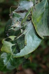 Hyalobathra micralis
