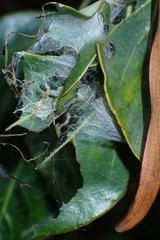 Hyalobathra micralis