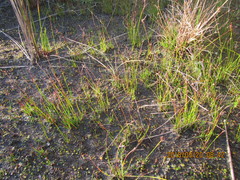 Schoenus concinnus