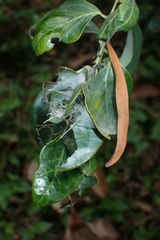 Hyalobathra micralis