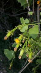 Senecio quinquelobus
