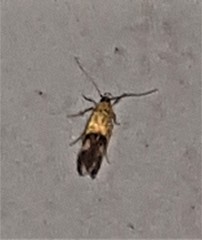 Crocanthes micradelpha