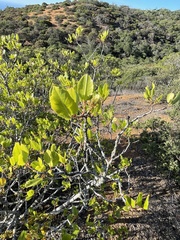 Rhamnus pirifolia